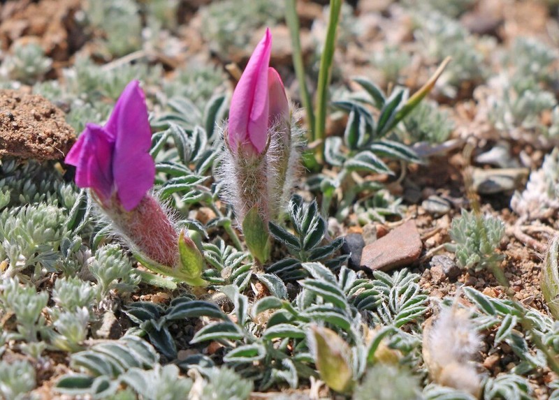 Oxytropis intermedia photo 7