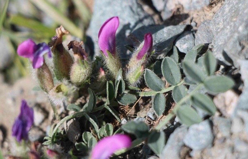 Oxytropis intermedia photo 8
