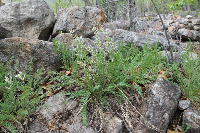 Oxytropis interposita