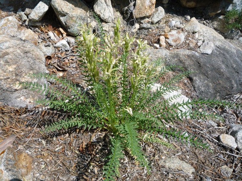 Oxytropis interposita photo 3