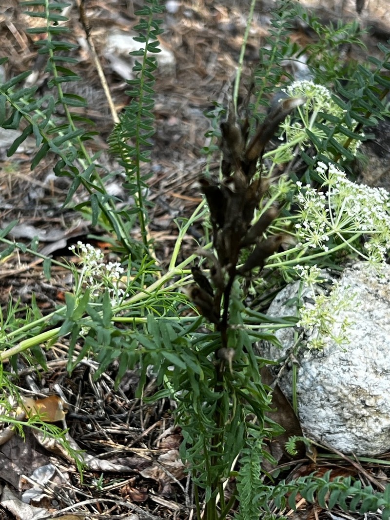 Oxytropis interposita photo 7