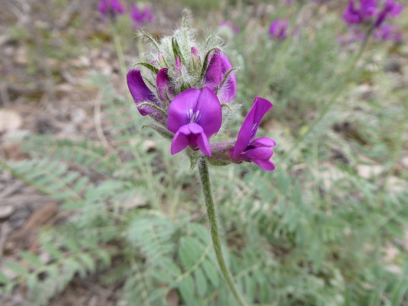 Oxytropis ivdelensis