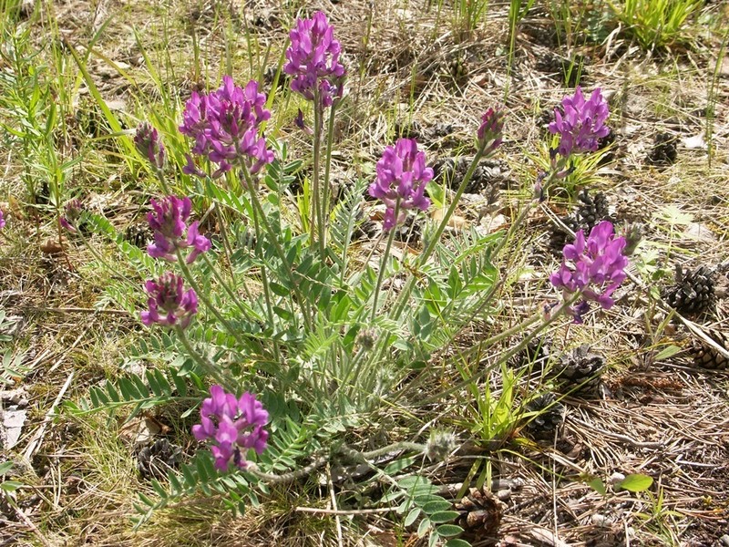 Oxytropis ivdelensis photo 2