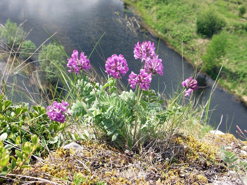 Oxytropis ivdelensis photo 3