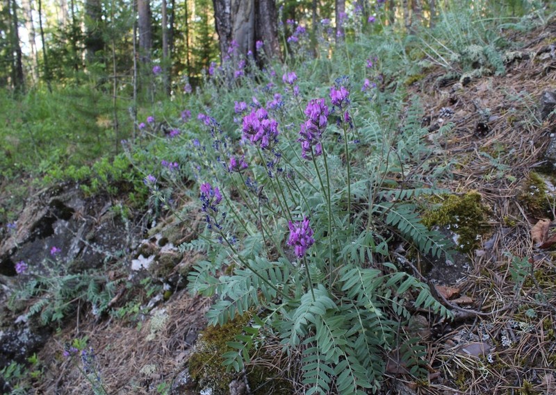 Oxytropis ivdelensis photo 4