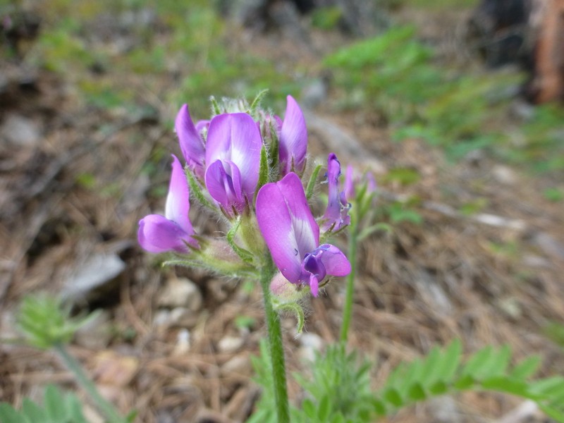 Oxytropis ivdelensis photo 5