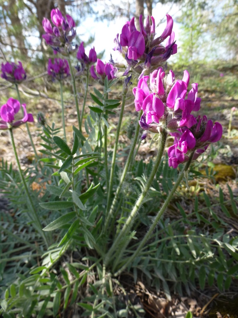 Oxytropis ivdelensis photo 6