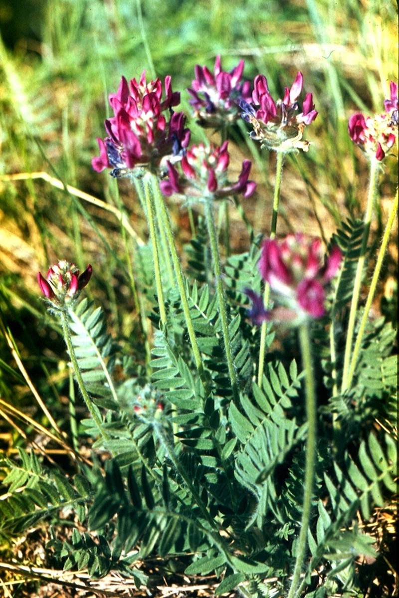 Oxytropis ivdelensis photo 7
