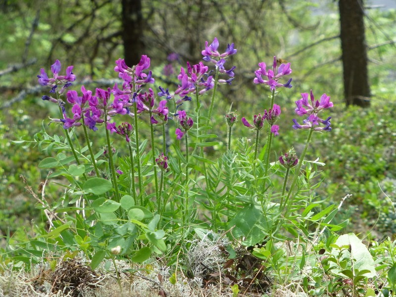 Oxytropis ivdelensis photo 8