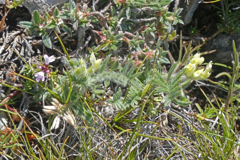 Oxytropis jabalambrensis