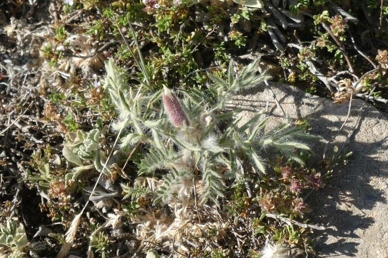 Oxytropis jabalambrensis photo 2