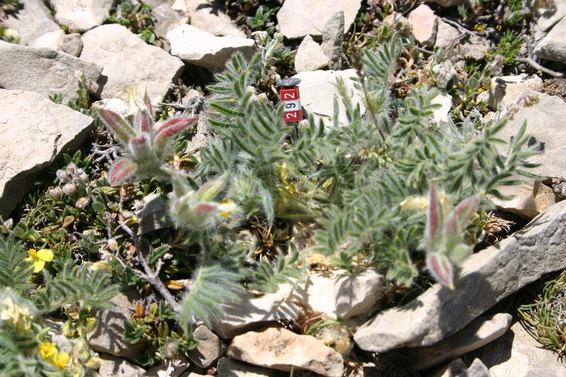 Oxytropis jabalambrensis photo 3