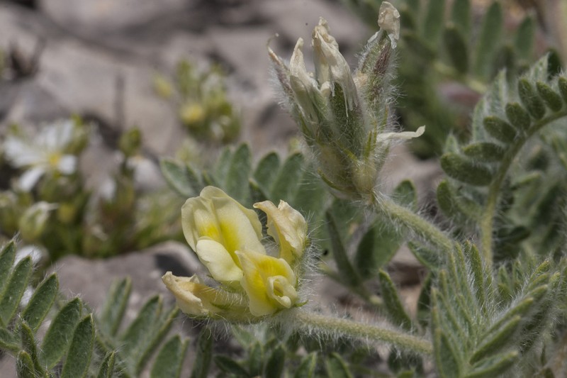 Oxytropis jabalambrensis photo 4