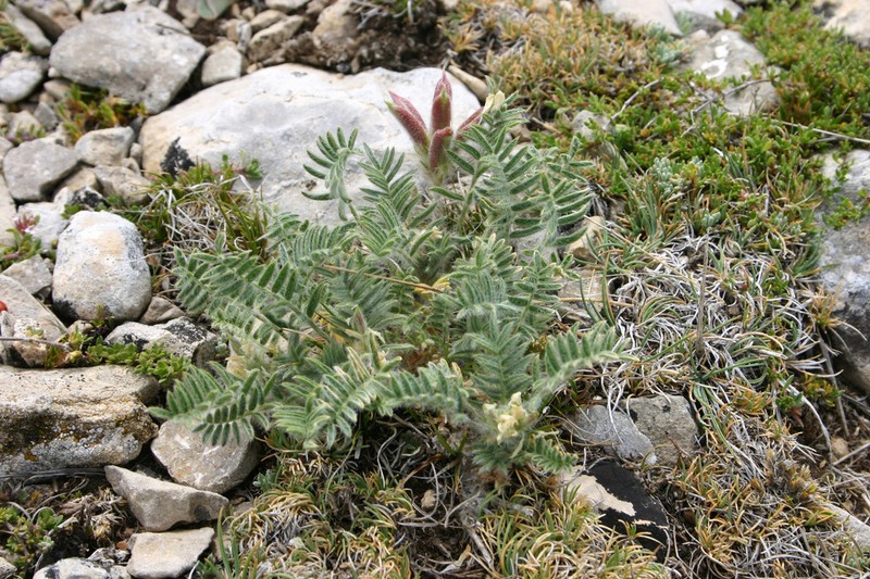 Oxytropis jabalambrensis photo 5
