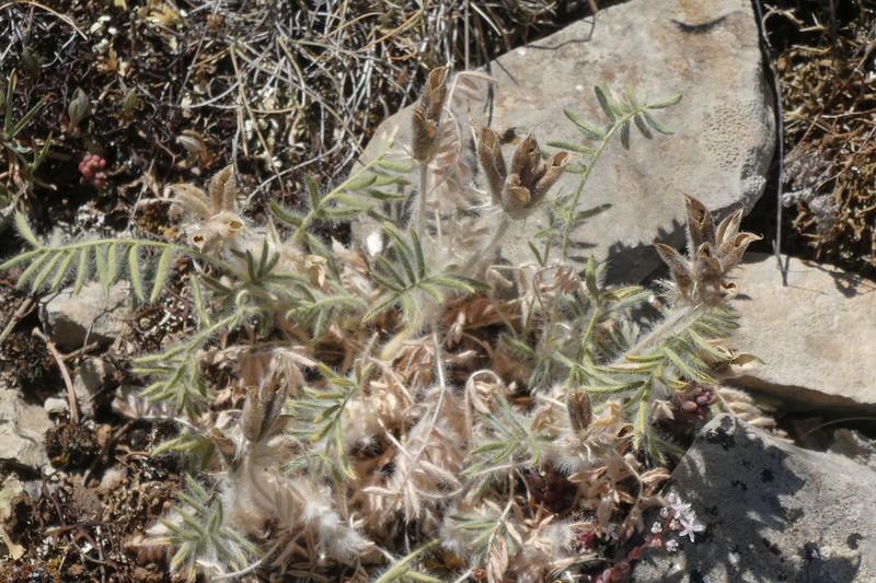 Oxytropis jabalambrensis photo 6