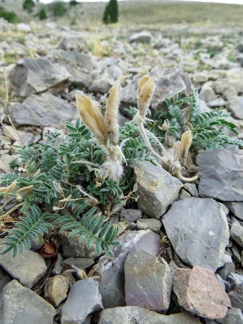 Oxytropis jabalambrensis photo 7