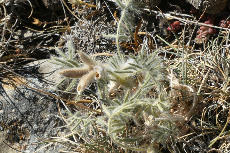 Oxytropis jabalambrensis photo 8