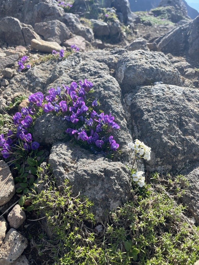 Oxytropis japonica