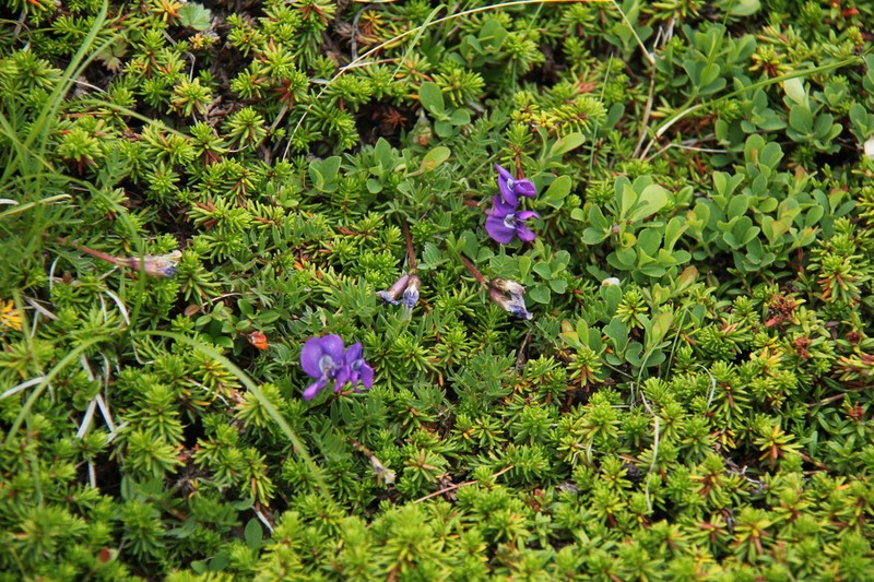 Oxytropis japonica photo 2
