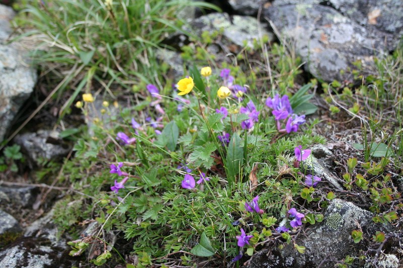 Oxytropis japonica photo 3