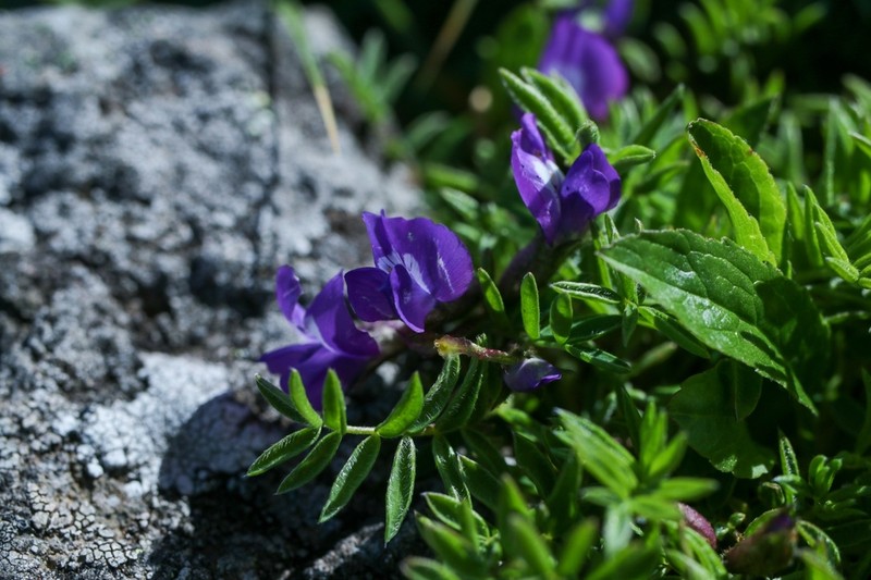 Oxytropis japonica photo 4
