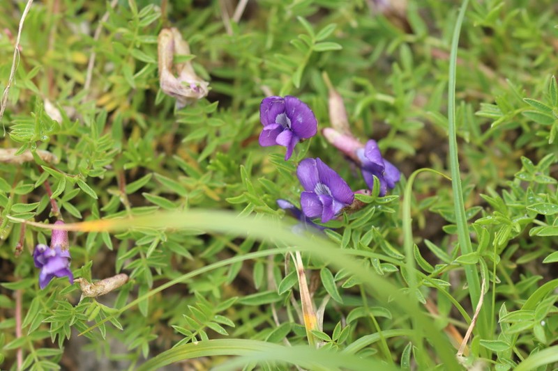 Oxytropis japonica photo 6