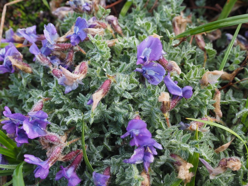 Oxytropis japonica photo 7