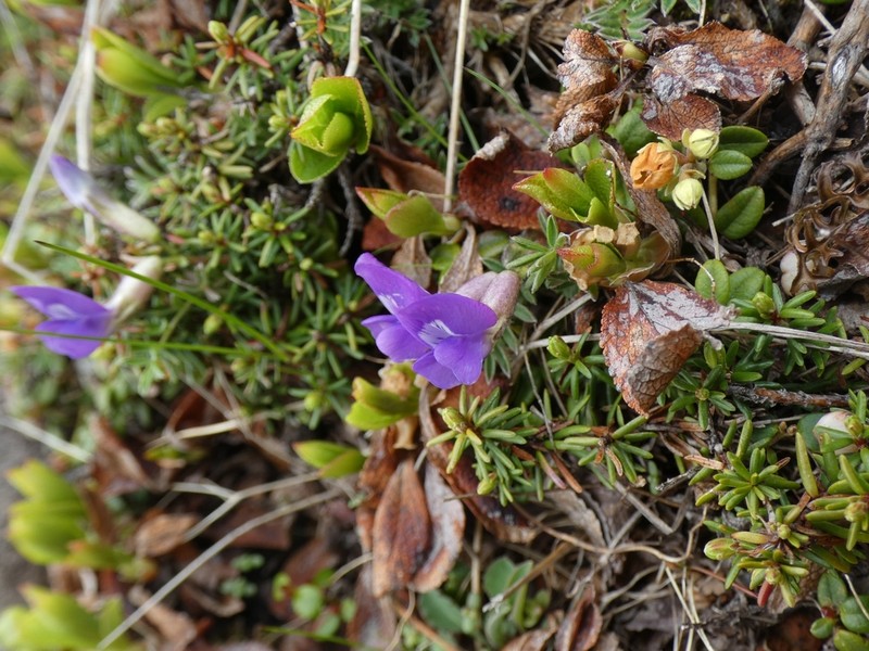 Oxytropis japonica photo 8