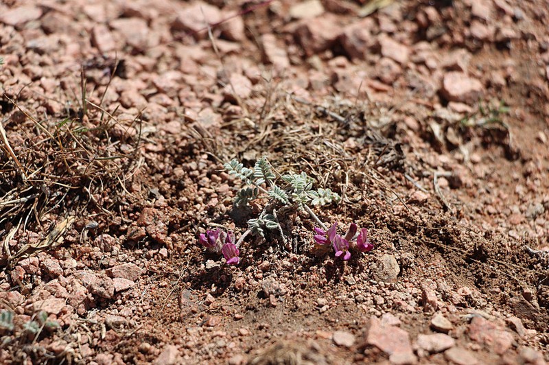 Oxytropis jucunda