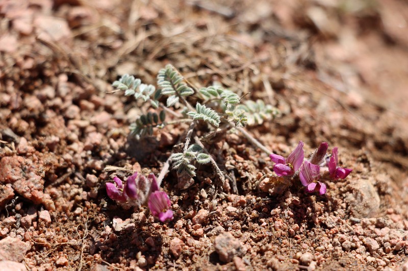 Oxytropis jucunda photo 2
