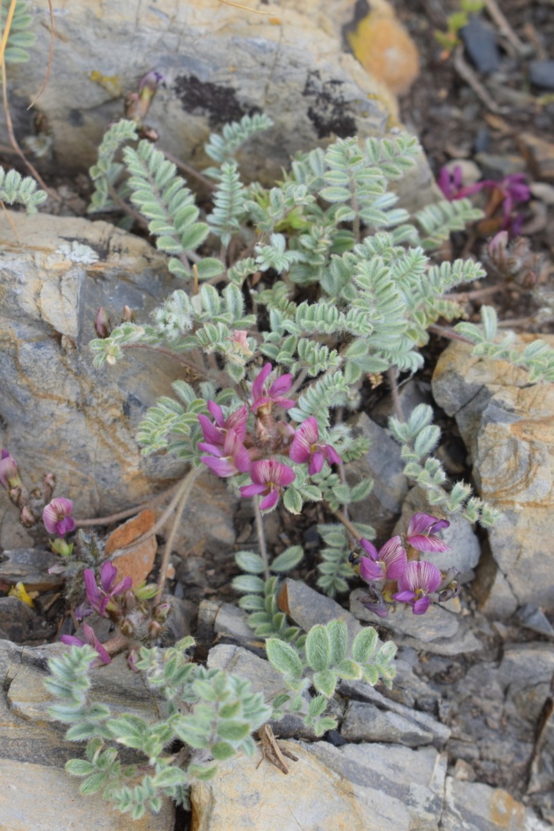 Oxytropis jucunda photo 4