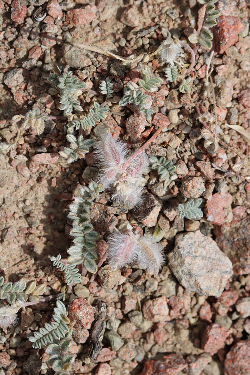 Oxytropis jucunda photo 5