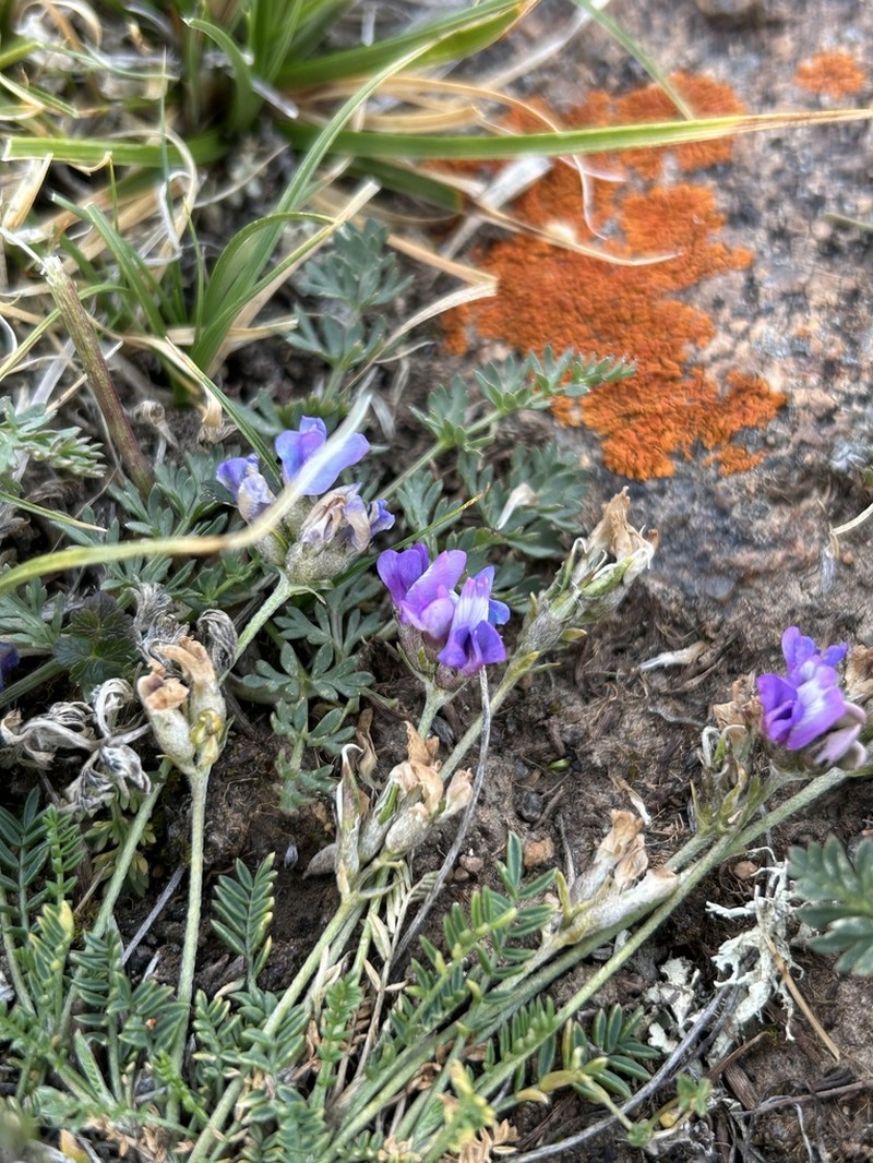 Oxytropis jurtzevii