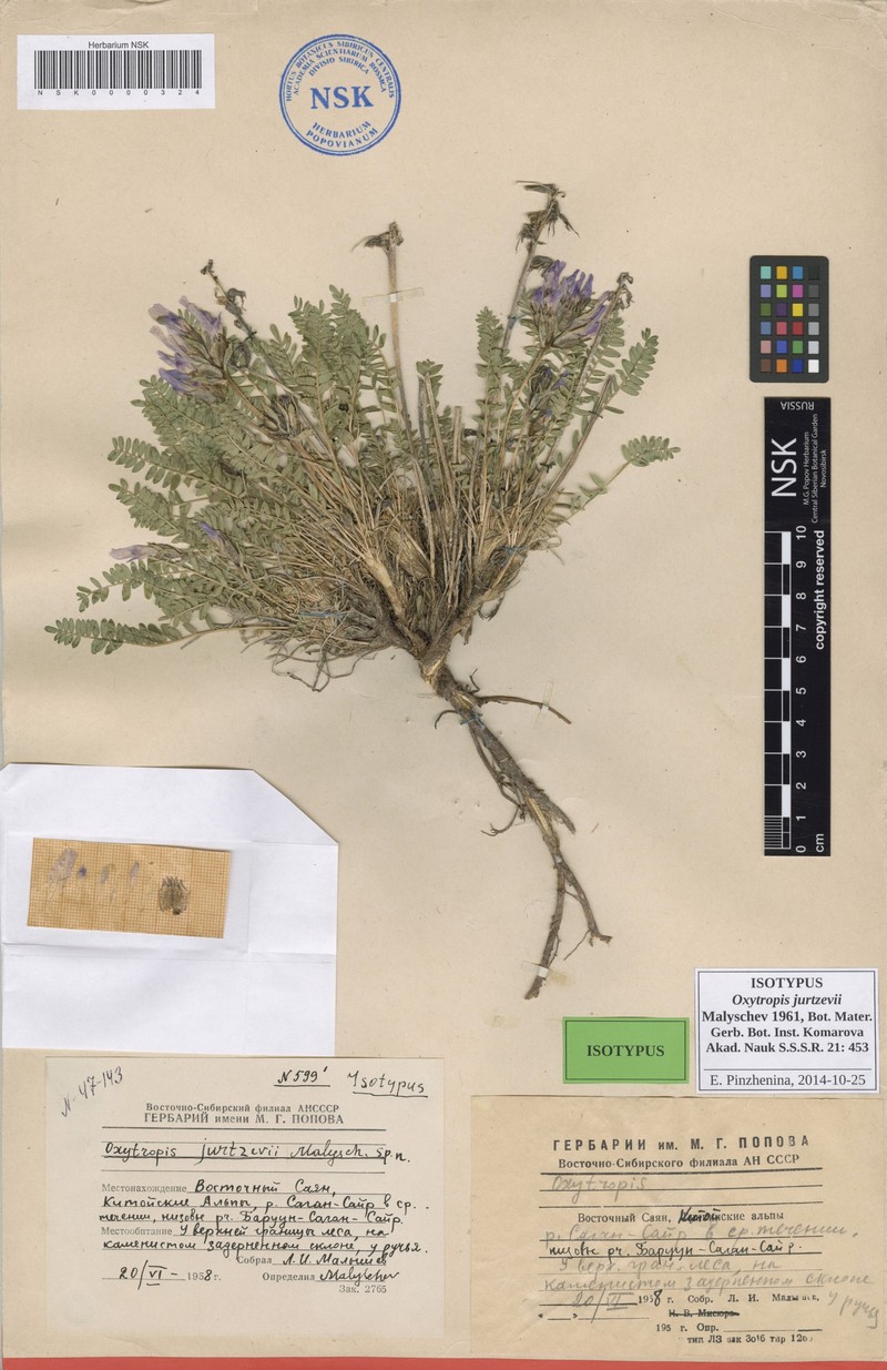 Oxytropis jurtzevii photo 2
