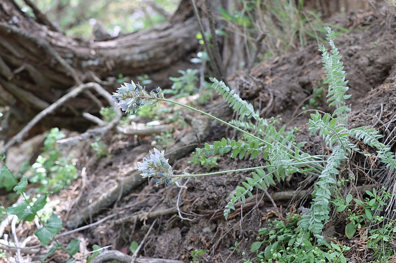 Oxytropis kamelinii