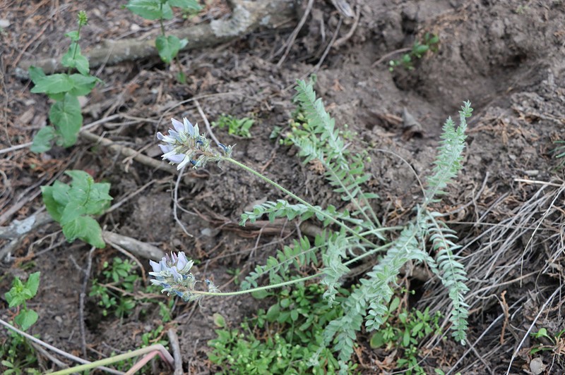 Oxytropis kamelinii photo 2