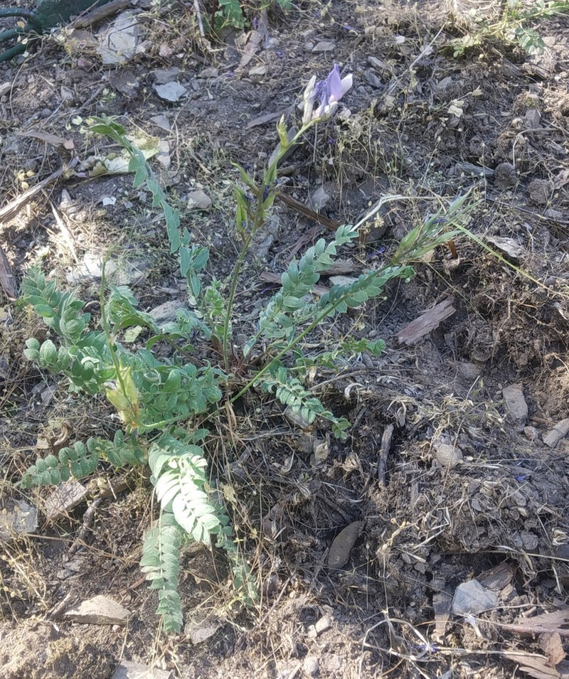 Oxytropis kamelinii photo 3