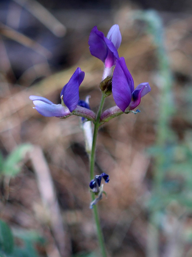 Oxytropis kamelinii photo 4