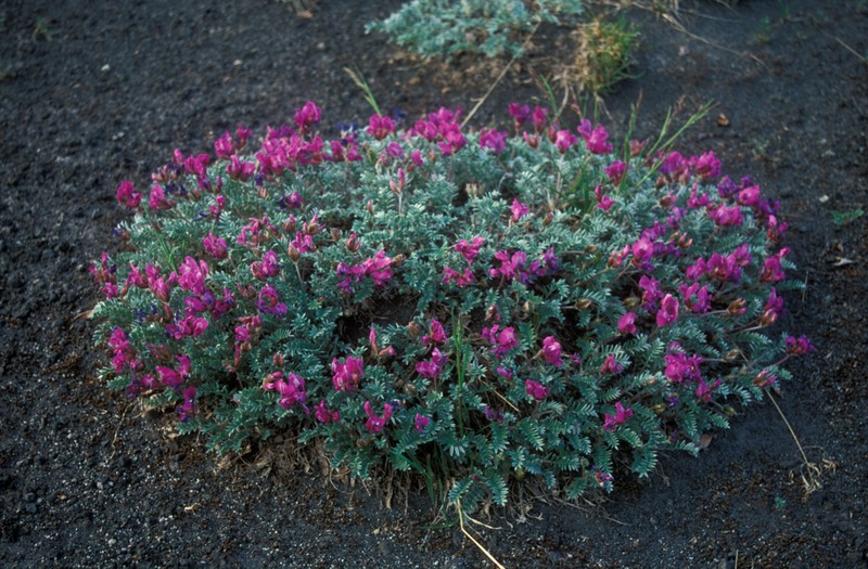 Oxytropis kamtschatica photo 2