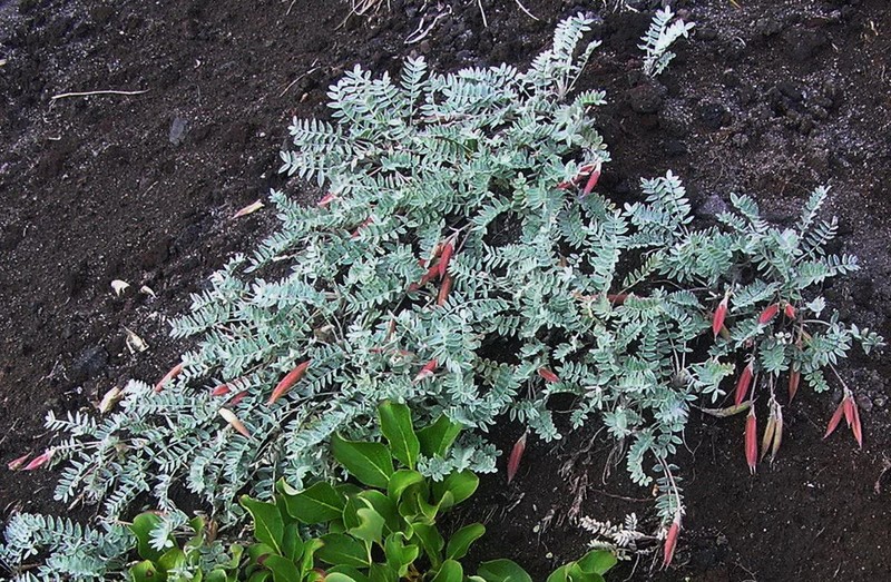 Oxytropis kamtschatica photo 5