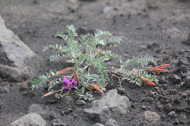 Oxytropis kamtschatica photo 6
