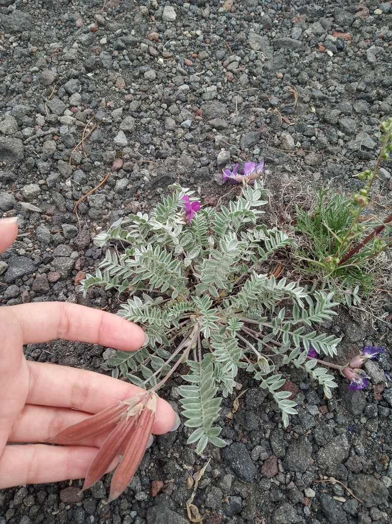 Oxytropis kamtschatica photo 7