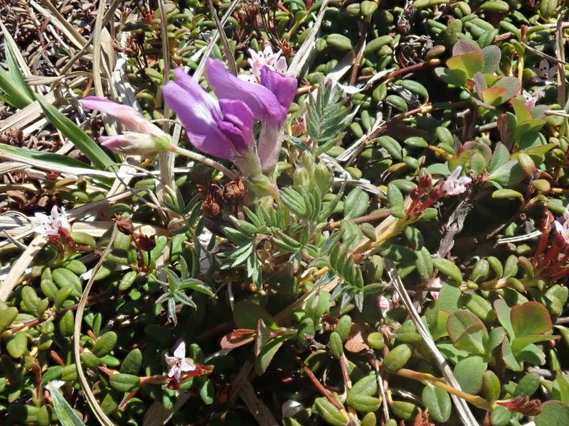 Oxytropis kamtschatica photo 8