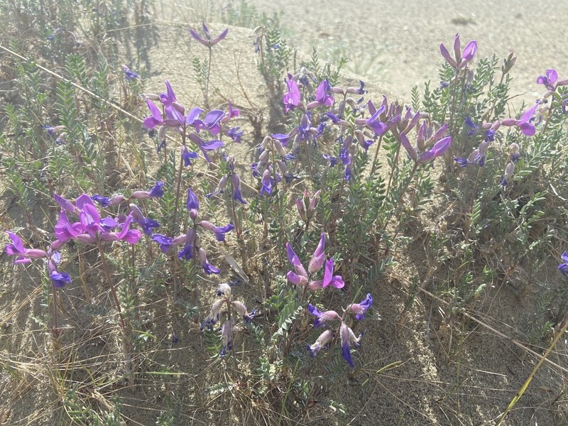 Kobuk Locoweed