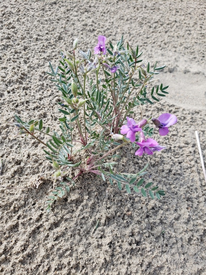 Kobuk Locoweed photo 2