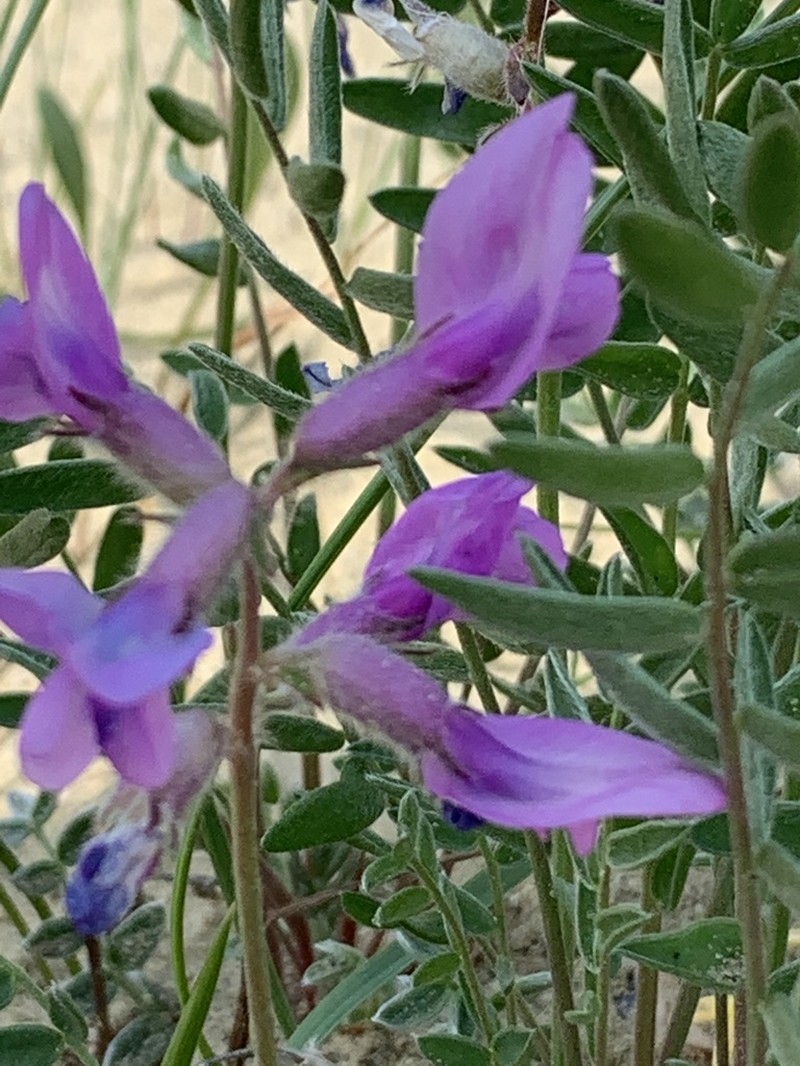 Kobuk Locoweed photo 3