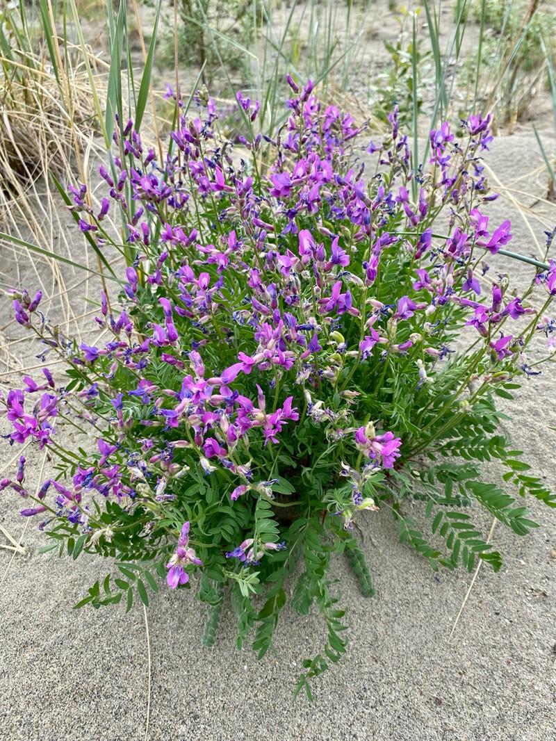 Kobuk Locoweed photo 4