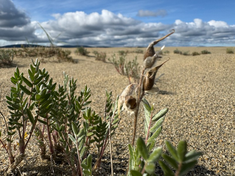 Kobuk Locoweed photo 5