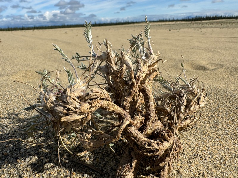 Kobuk Locoweed photo 6