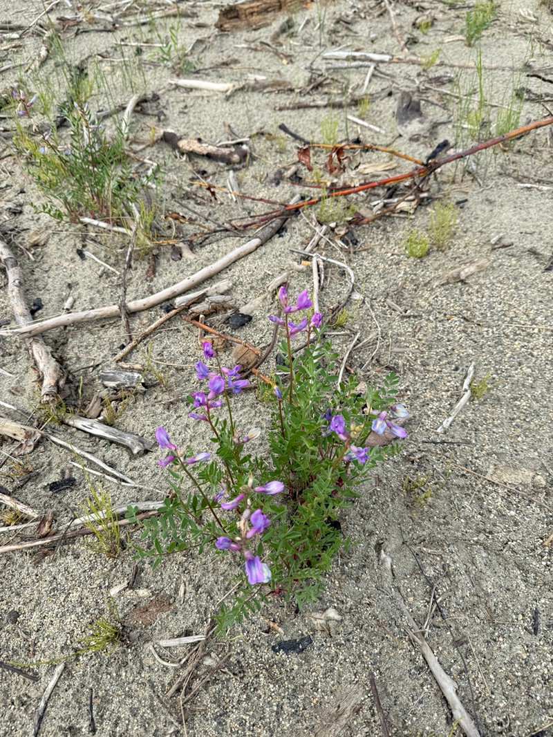 Kobuk Locoweed photo 7